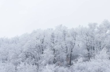 Orman ağaçları donmuş kar