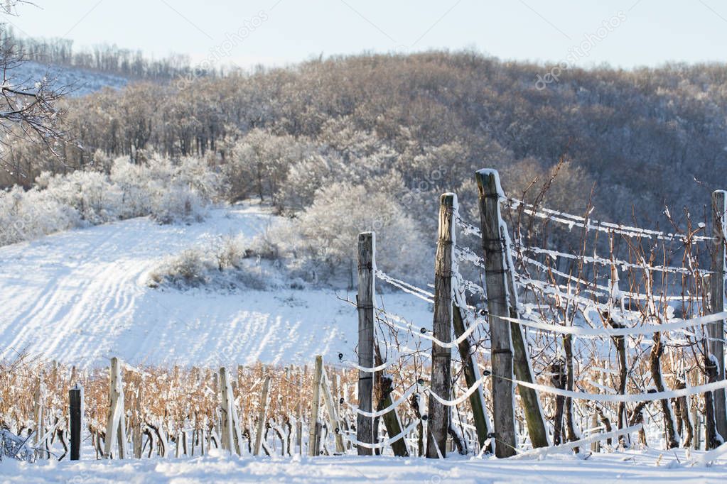 vineyard covered with snow in winter