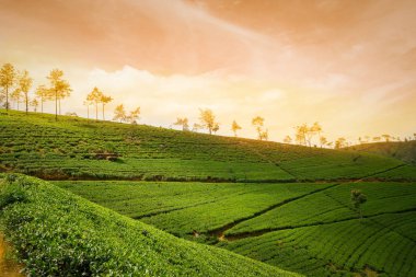 Çay tarlasında dramatik günbatımı