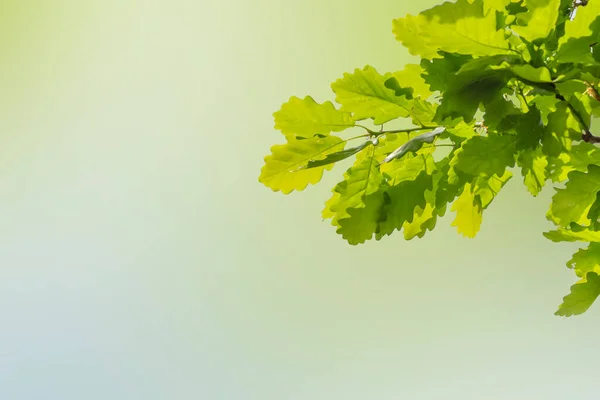 Rama de hojas de roble verde con fondo desenfocado — Foto de Stock