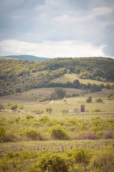 Romantische Frühlingslandschaft in den Weinbergen von Pezinok — Stockfoto