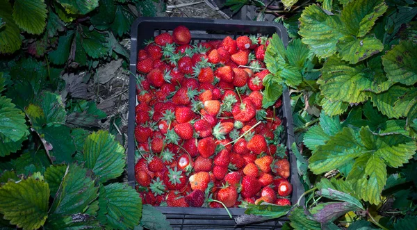 Κιβώτιο συγκομισθέντων φραουλών στον αγρό — Φωτογραφία Αρχείου