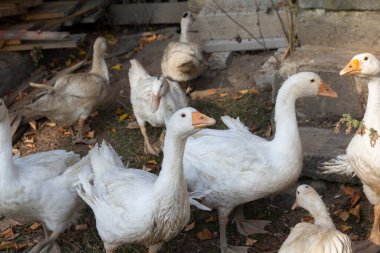 Evcil beyaz kaz sürüsü