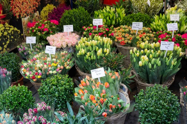 Tulipas coloridas à venda no mercado de flores de Amsterdam — Fotografia de Stock