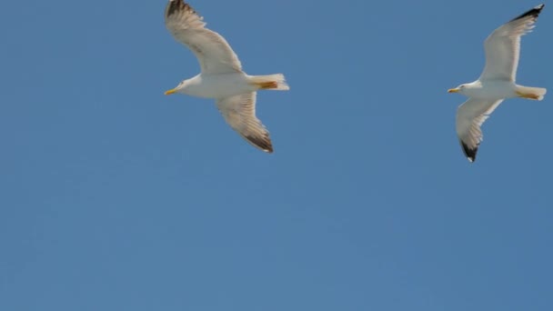 Des oiseaux sauvages dans le ciel. Les oiseaux volent. Mouettes volant contre le ciel bleu. Mouette qui vole dans le ciel. Oiseaux de mer en vol. Grèce 4K — Video