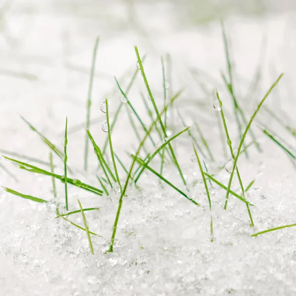 Πράσινο γρασίδι καλυμμένο με χιόνι. Λευκό χιόνι στο πράσινο γρασίδι. Καιρός και περιβάλλον. Κρύο καιρό. Πράσινο γρασίδι στο χιόνι. — Φωτογραφία Αρχείου