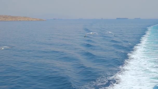 Boat, ship leaving a trail on the water. Sea transport background. Seagulls among the sea. Voage, cruise concept. Traveling background. Ecology and human being — Stock Video