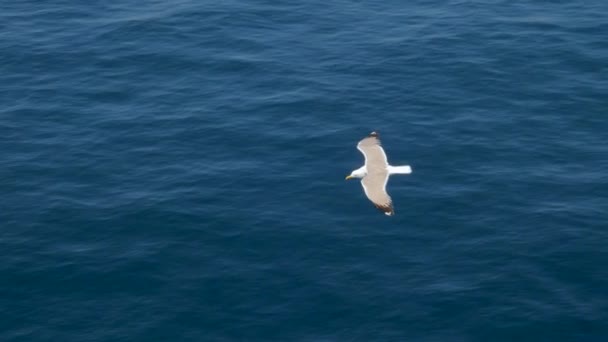 Tendenze di viaggio. Due gabbiani che volano nel cielo blu. Gabbiani che volano alti in cielo senza nuvole. Gli uccelli volano alti. Uccelli che volano alla ricerca di insetti o pesci. Vacanza in alta stagione. Volo perfetto di uccello — Video Stock