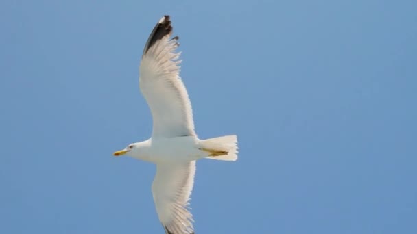 Wildvögel am Himmel. Tourismusmöglichkeiten. Vögel fliegen. Möwen fliegen gegen den blauen Himmel. Möwe schwebt in den Himmel. Seevögel im Flug. Griechenland 4k. Saison und Kurzaufenthalte — Stockvideo