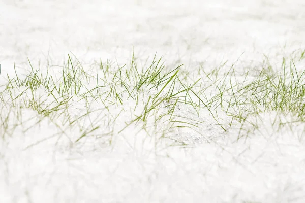 Fundo de tempo de inverno. Colheita de inverno. Primeira neve e grama verde . — Fotografia de Stock