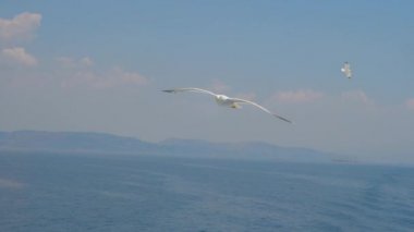 Açık mavi gökyüzünde martı. Gökyüzündeki kuş. Vahşi kuş yüksekten uçuyor. Seyahat konsepti. Özgürlük fikri. Doğal ortamda yaşayan vahşi bir hayvan.