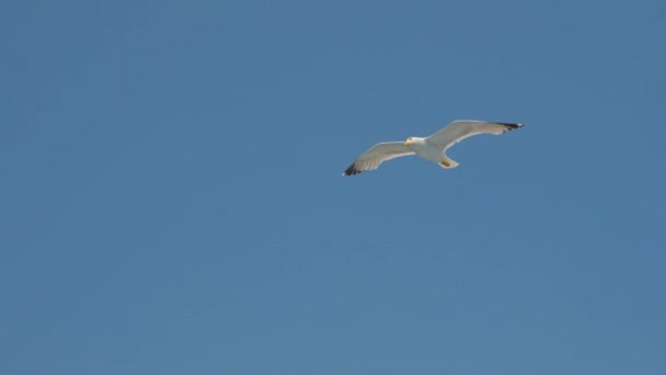 Zeemeeuw in heldere blauwe lucht. Vogel in de lucht. Wilde vogels vliegen hoog. Reisconcept. Vrijheid idee. Wilde dieren die in een natuurlijke omgeving leven — Stockvideo