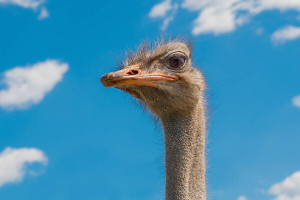 Ostrich head closeup. Ostrich head on clear blue sky. Head of largest bird on blue background. Largest bird. Wild animal. Strong beak, big eyes. Struthio camelus. Long neck and beak