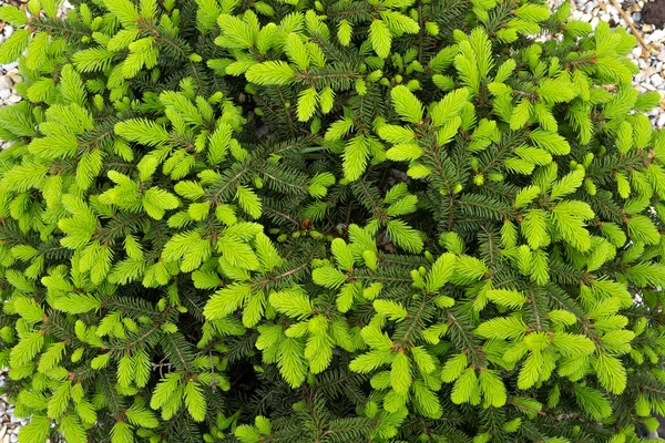 Background of new green spiny leaves. Conifer leaves background. Green plant backdrop. Green leaves background. Conifer closeup. Spring time. Needles, leaves on branches of young spruce — 스톡 사진