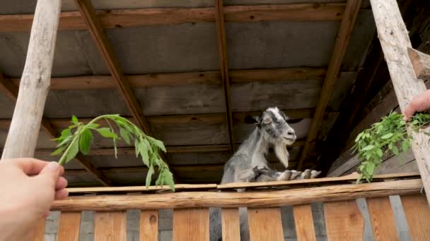 Ruční krmení trávou a tráva pro kozy. Krmit kozu. Koncept farmaření. Domácí zvíře. Děti krmí kozu rukou. — Stock video
