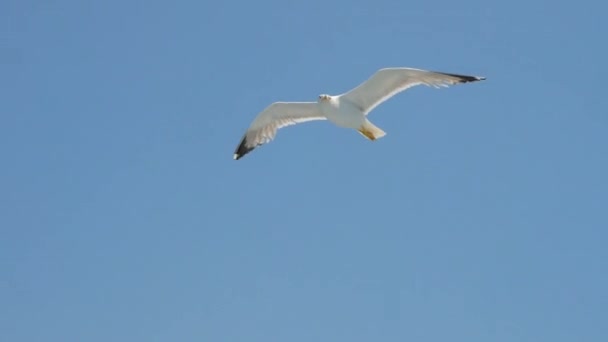 Чайка плаває в синьому небі. Подорожуючі тенденції. Дві чайки ширяють у блакитному небі. Чайка в небі плаває. Чайка ширяє повільно, використовуючи вітер на фоні ясного неба. — стокове відео