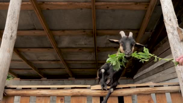 Dzieciak karmiący zwierzę w zoo. Koza zjada trawę z rąk dzieci. Zwierzęta domowe karmione przez dziecko. Mały dzieciak karmiący kozę na farmie, zoo — Wideo stockowe