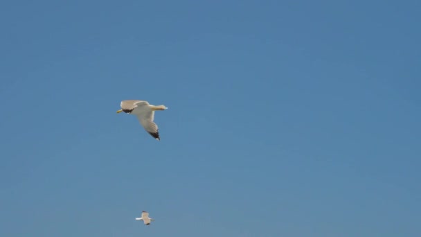 海鸥在蓝天中滑行. 旅行趋势。 两只海鸥在蓝天中飞翔. 飞翔的海鸥在天空中。 海鸥在晴朗天空的背景下逆风缓慢地飞翔 — 图库视频影像