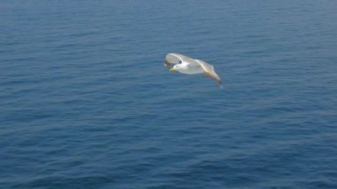 Seagull gliding above sea, ocean. Travel trends. Two seagulls soaring in blue sky. Soaring Seagull in the Sky. Seagull soars slowly using headwind against the backdrop of a clear sky