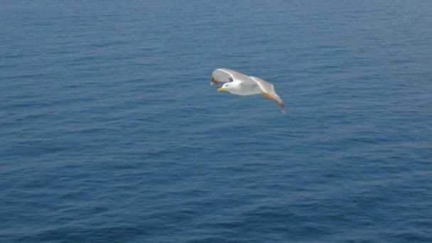 Seagull gliding above sea, ocean. Travel trends. Two seagulls soaring in blue sky. Soaring Seagull in the Sky. Seagull soars slowly using headwind against the backdrop of a clear sky — ストック動画