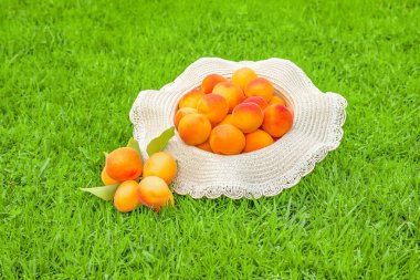 Summer food concept. Ripe apricots in a hat lying in the grass. Fresh juicy apricots. Early fruits. Organic fruits. Organic food. Natural healthy food