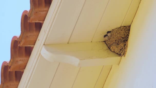 Polkni Baby Chicks Krmí se hnízdo, Swallow Baby mláďata na hnízdo čekající ústa otevřena, aby se nakrmit svými rodiči. Líhně, dům, vlaštovky, kuřata, otevřená, baby, hnízda. ornitologické pozadí — Stock video