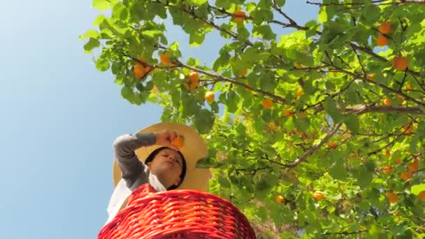 Hands pluck apricots from wood boy hands plucks ripe apricots. child hand picking ripe fruit. Ripe juicy apricots hanging on the tree branch. Little hands picking fruits. Organic fruits. Garden, yield — Stock Video