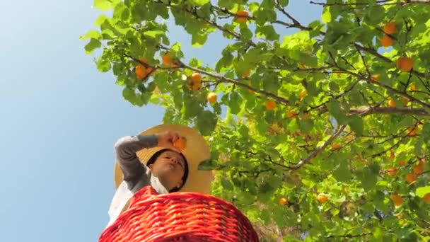 Les mains arrachent les abricots des mains de garçon en bois arrachent les abricots mûrs. enfant cueillant à la main des fruits mûrs. Abricots juteux mûrs suspendus sur la branche de l'arbre. Des petites mains qui cueillent des fruits. Fruits biologiques. Jardin, rendement — Video