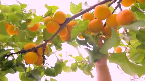 Manos arrancar albaricoques de madera niño manos arrancar albaricoques maduros. niño recogiendo fruta madura a mano. Albaricoques jugosos maduros que cuelgan de la rama del árbol. Pequeñas manos recogiendo frutas — Vídeo de stock