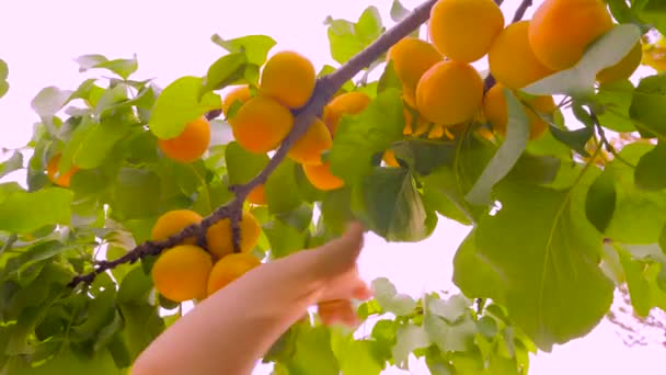 Tangan memetik aprikot dari tangan anak kayu memetik aprikot matang. Memetik tangan anak buah matang. Aprikot pedas matang tergantung di cabang pohon. Tangan kecil memetik buah. Mengumpulkan panen. Musim panas — Stok Video