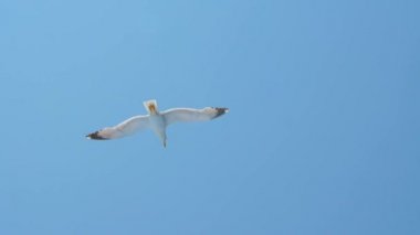 Mavi denizin üzerindeki martı. Denizin ortasındaki kuş. Vahşi kuş yüksekten uçuyor. Seyahat konsepti. Özgürlük fikri. Doğal ortamda yaşayan vahşi bir hayvan. Gezegenimizi kurtarın. Acil iklim