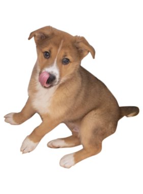 Kızıl saçlı köpek yavrusu oturur ve kameraya bakar. Beyaz bir arkaplanda izole edilmiş