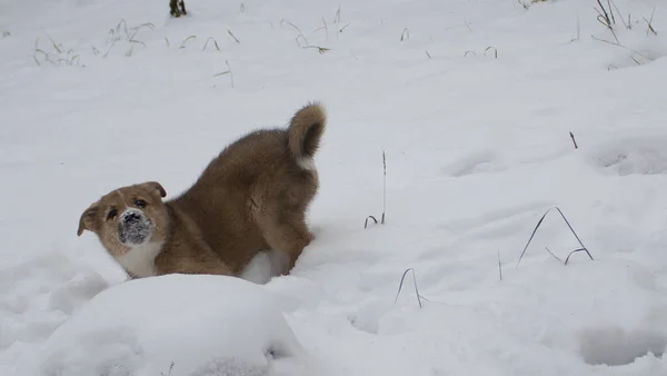 Cachorro de pelo rojo juega en la nieve — Foto de Stock