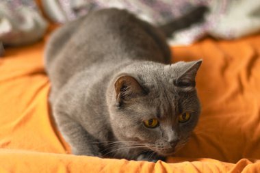 Gri kedi turuncu kumaş üzerinde avlanır. Kedi yüzünü kapat. Gri kedi esprisi
