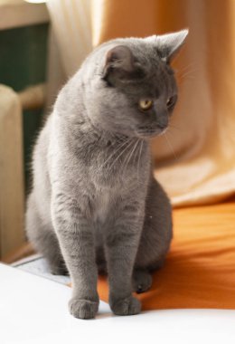 Gri kedi turuncu kumaş üzerinde avlanır. Kedi yüzünü kapat. Gri kedi esprisi