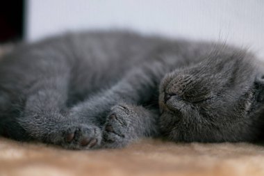 Ev sahibi olan sevimli bir kedi, yakın plan.