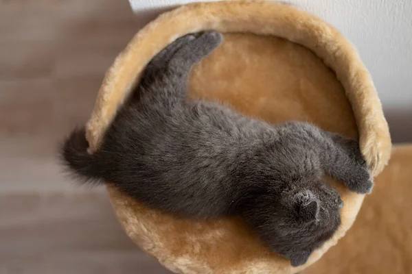 Chat mignon avec propriétaire à la maison, gros plan — Photo