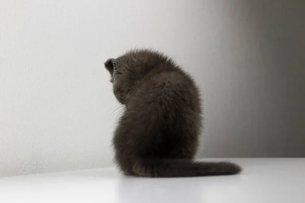 Sad grey kitten sits with his back to us and looks upset or offended. — Stock Photo, Image