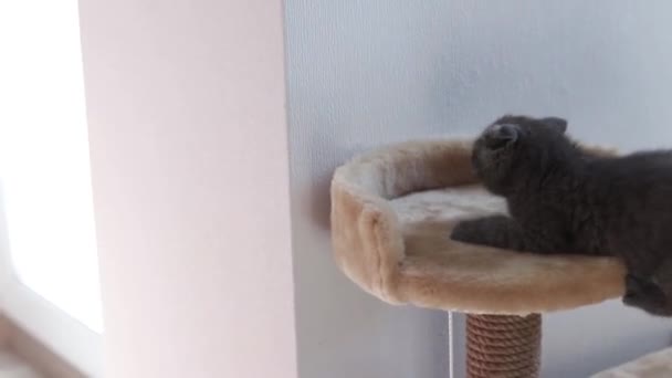 Scottish fold-ache kattunge spelar på sin säng och hoppar där — Stockvideo