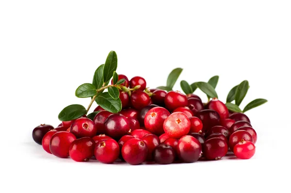 Cranberries frescas sobre um fundo branco . — Fotografia de Stock