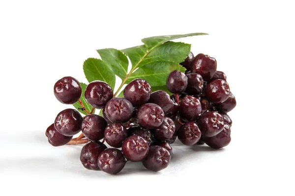 Zuchtpflanzen Vogelbeeren. Stockbild