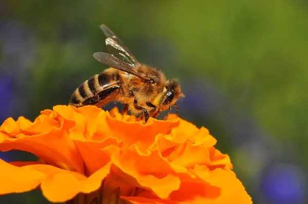 Bee en bloem — Stockfoto