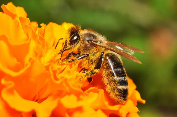 Biene und Blume lizenzfreie Stockfotos