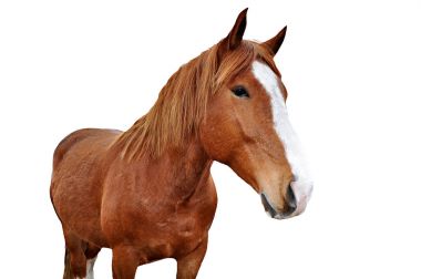  at üzerinde beyaz izole