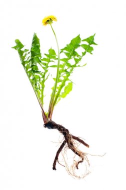 Beyaz arkaplanda sarı karahindiba çiçekleri  