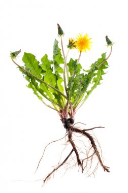 Beyaz arkaplanda sarı karahindiba çiçekleri