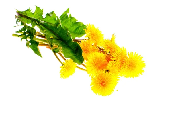 Flores de dente de leão amarelo em um fundo branco — Fotografia de Stock