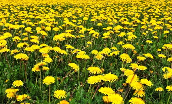 Sowthistle — Stock Photo, Image