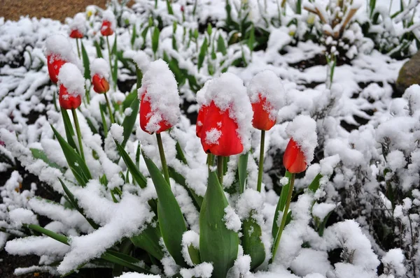 Tulpen im Schnee lizenzfreie Stockbilder