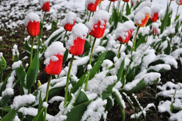 Tulpen in een sneeuw Rechtenvrije Stockfoto's